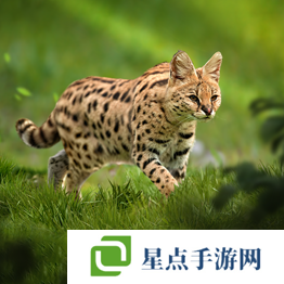 野獸領(lǐng)主新世界異獸圖鑒