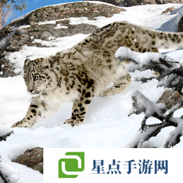 野獸領(lǐng)主新世界異獸圖鑒