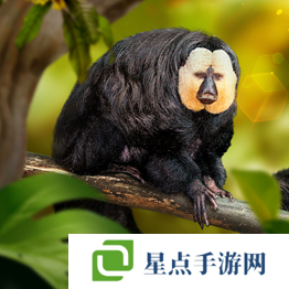 野獸領(lǐng)主新世界異獸圖鑒