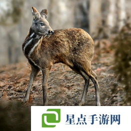 野獸領(lǐng)主新世界異獸圖鑒