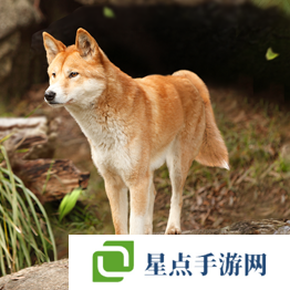 野獸領(lǐng)主新世界異獸圖鑒