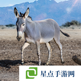 野獸領(lǐng)主新世界異獸圖鑒